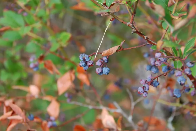 Die Heidelbeeren bekamen zu wenig Wasser und vertrockneten direkt an der Staude, kurz bevor sie reif waren. | Foto: MeinBezirk/Steiner-Watzinger