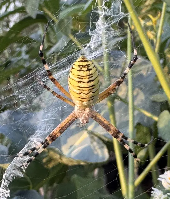 Eine Wespenspinne hat Karin Leitinger aus Wildon in ihrem Gemüsegarten beobachtet. Danke für den gelungenen Schnappschuss. | Foto: Karin Leitinger