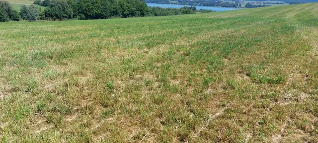 Auch im Flachgau sieht man die Auswirkungen der Dürre schon vielerorts. | Foto: Greisberger, LK Salzburg.