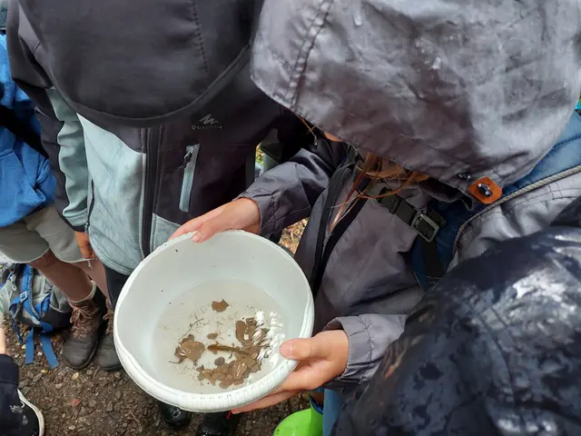 Bei der Entdeckungstour der Umweltspürnasen nehmen Kinder eine Donaubucht genau unter die Lupe. An der Forschungsstation erfahren sie mehr über die verschiedenen Tierarten. (Symbolfoto)