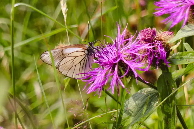 Im Mittelpunkt der Veranstaltung steht eine Hofführung mit Gründerin Maria Schmidt, die zeigt, wie Biodiversität funktioniert. | Foto: Going Artenreich