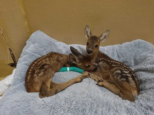 Allein im Juni und Juli wurden 1.955 Wildtiere im Tierschutzhaus Vösendorf aufgenommen. | Foto: Tierschutz Austria
