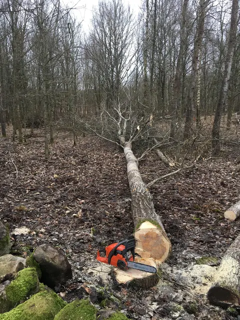 Ein 52-jähriger Firmenchef wurde zwischen einem fallenden Baum und einem Schild am Bagger eingeklemmt. (Symbolfoto)  | Foto: pixabay / Scherbel79