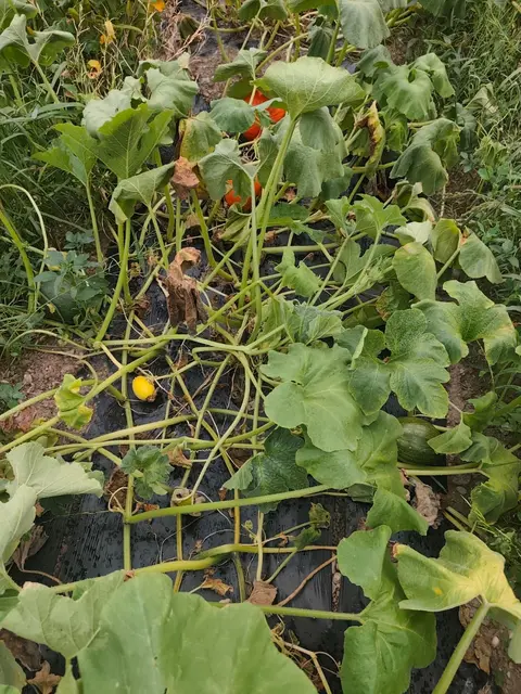 Bei Kürbis, Fenchel und Kopfsalat fällt die Ernte für Appler heuer geringer aus. Die Früchte sind teilweise an der Pflanze verdorrt.  | Foto: Appler