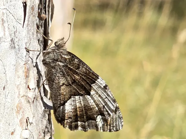 Kleiner Waldportier 
(hipparchia hermione (LINNAEUS 1764)) | Foto: Karmen Erhart 