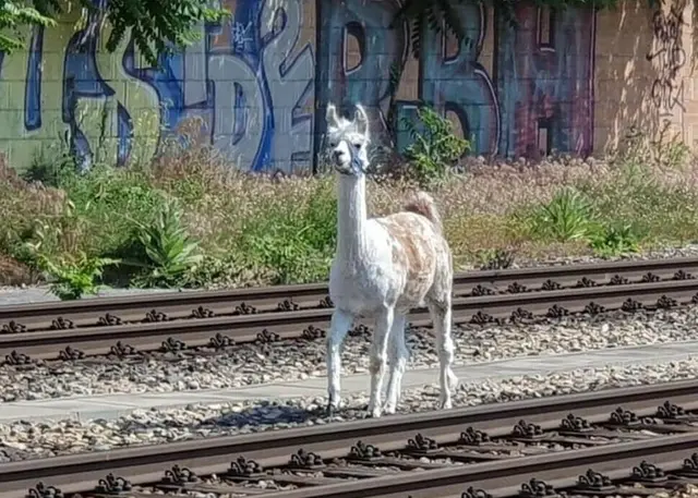 Im Juni 2023 waren auf der Schnellbahnstrecke beim Bahnhof Meidling plötzlich Lamas unterwegs. | Foto: ÖBB