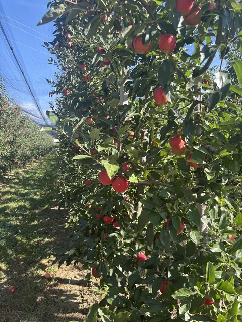 Trockenheit und Hitze setzen den burgenländischen Obstbauern zu: Viele Äpfel bleiben heuer kleiner, Qualität und Geschmack sind dennoch ausgezeichnet. | Foto: MeinBezirk/Rosenberger Victoria