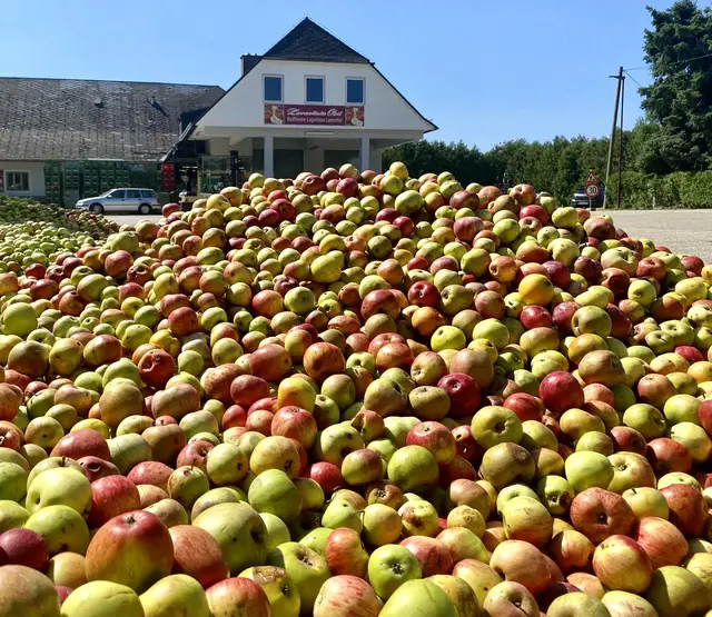 Die Obsternte startet heuer rund eineinhalb Wochen früher als üblich. Grund dafür sind die hohen Temperaturen und eine frühere Pflückfreigabe für bestimmte Tafelobstsorten. | Foto: Lagerhaus Lavanttal