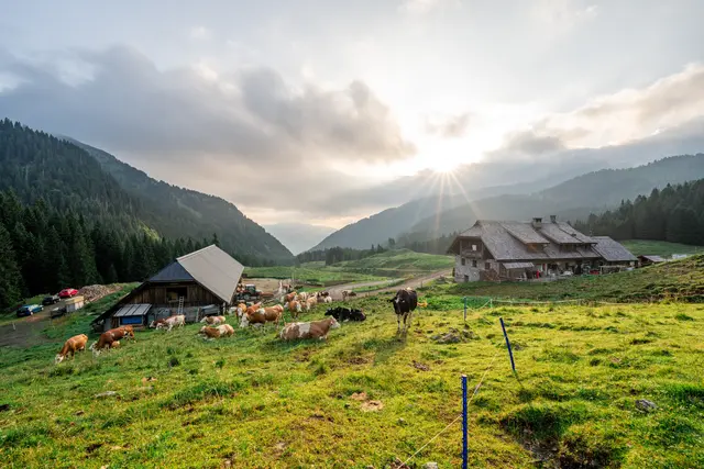 In jedem Laib Gailtaler Almkäse stehen saftige Almwiesen, Bergkräuter, die Milch der Kühe, das Wissen und die Arbeit der Sennerinnen und Senner. | Foto: Peter Maier