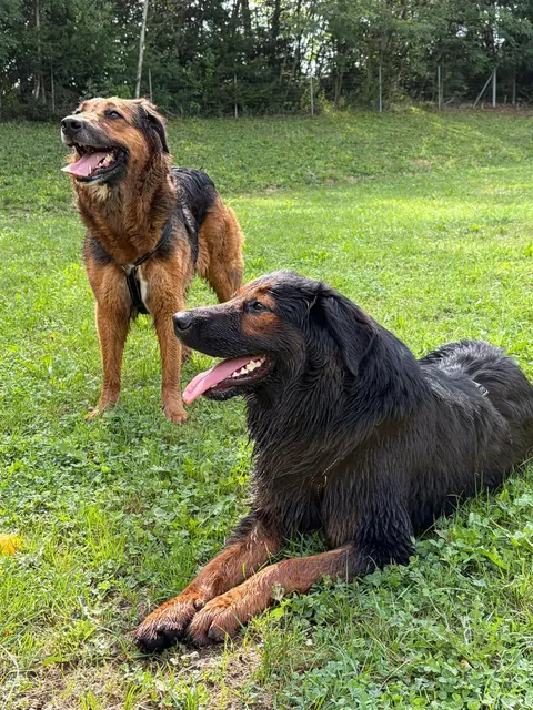 Die große Hunde-Abnahme von Mitte April beschäftigt das Tierheim immer noch. | Foto: Mocnik