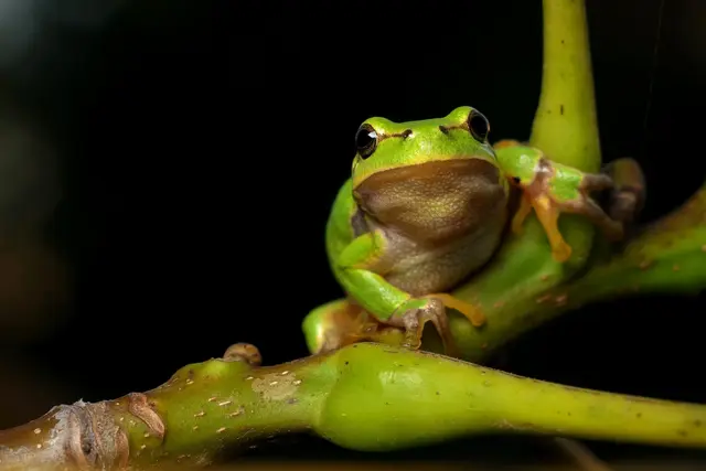 Laubfrosch. | Foto: yodateampl/pixabay