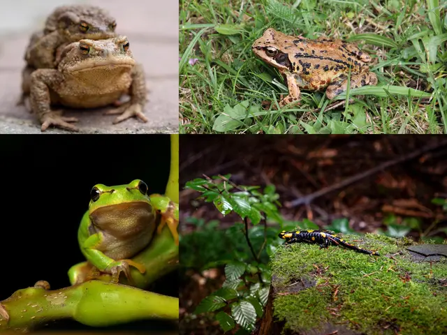 Österreich erlebt eine außergewöhnliche Trockenperiode. Für Amphibien hat der Wassermangel weitreichende Folgen, warnen Tierschützer. (Symbolbild) | Foto: collage/pixabay/pexels/runeuk nature
