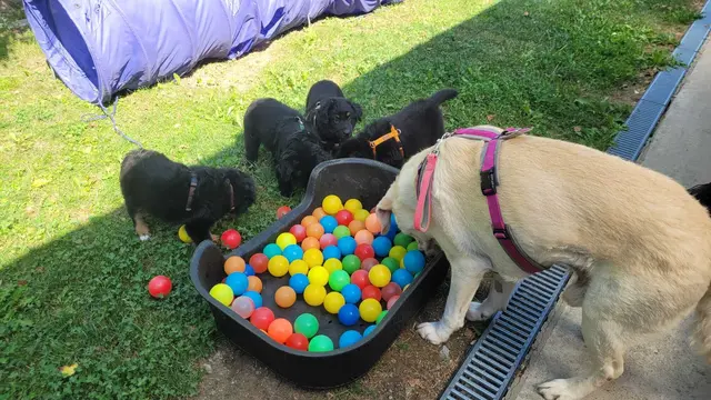 Das Tierheim versucht, das Leben für die Hunde so angenehm wie möglich zu machen. | Foto: Mocnik