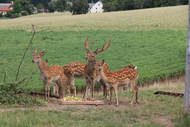 Auf der Weide in Oberkriech nahe Rutzenmoos fühlen sich die Sikahirsche wohl. Ob sie dort bleiben dürfen, entscheidet die EU. | Foto: MeinBezirk/Rabl