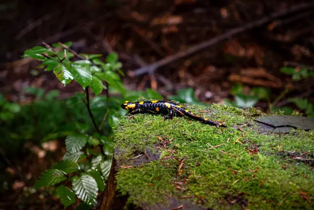 Feuersalamander. | Foto: pexels/michalrobak