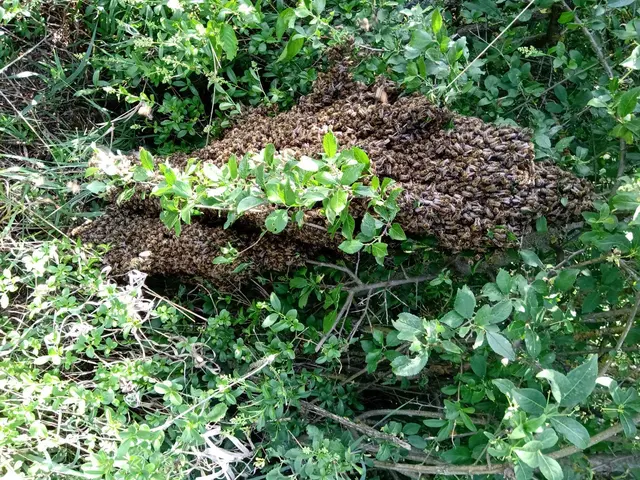 Im Wald und auf der Wiese summt es aktuell wieder etwas mehr. | Foto: Markus Kahrer