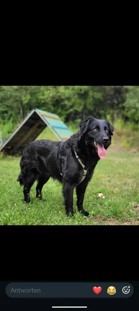 Unterschiedliche Fund- und Abnahmehunde suchen ein Zuhause. | Foto: Mocnik