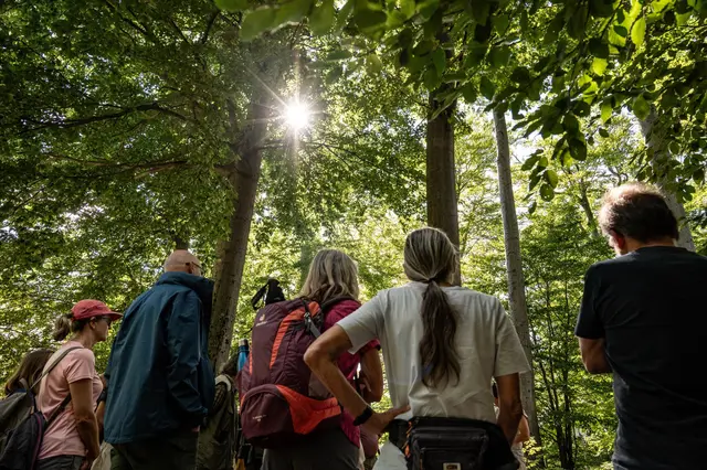 "Wald der Zukunft"-Führung im Echerntal am 11. September. | Foto: ÖBf/F. Helmrich