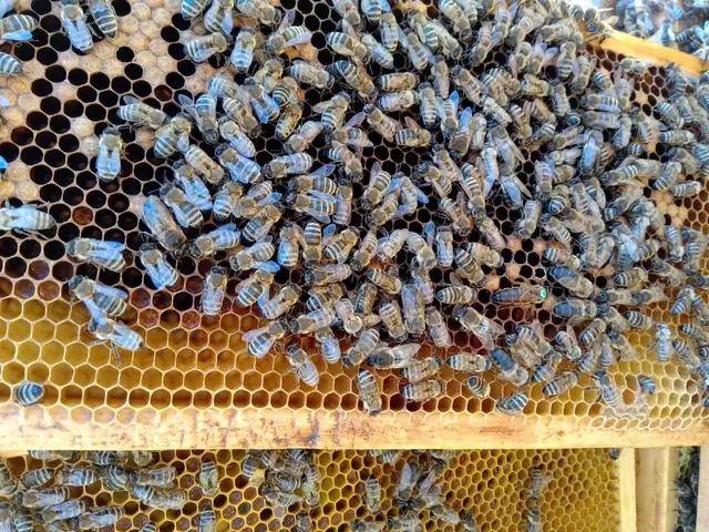 Die Bienenvolk-Königin ist mit einem grünen Punkt gekennzeichnet. | Foto: Markus Kahrer