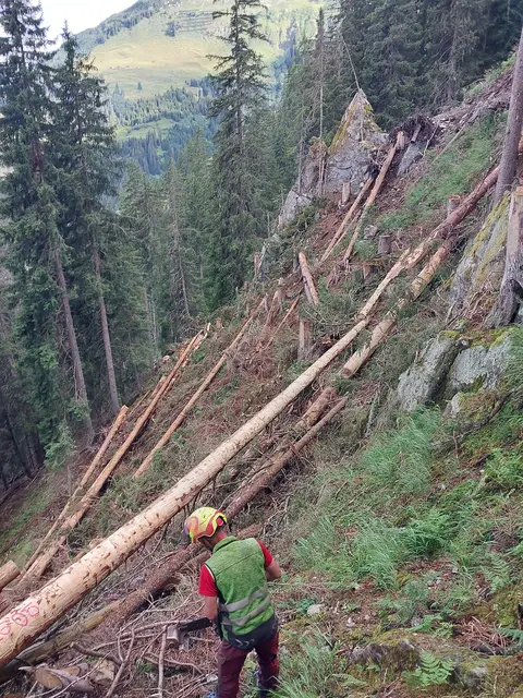 400 bis 600 Bäume mussten bereits gefällt werden. | Foto: Stand Montafon Forstfonds