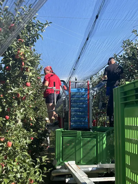 Die ersten Äpfel der Saison – Gala und Elstar – werden im Burgenland geerntet. Die Obstbauern hoffen trotz schwieriger Bedingungen auf eine gute Nachfrage nach heimischem Obst. | Foto: MeinBezirk/Rosenberger Victoria