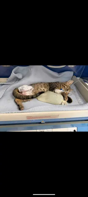Zuletzt wurde eine Katze mit gebrochenen Extremitäten gefunden. | Foto: Mocnik
