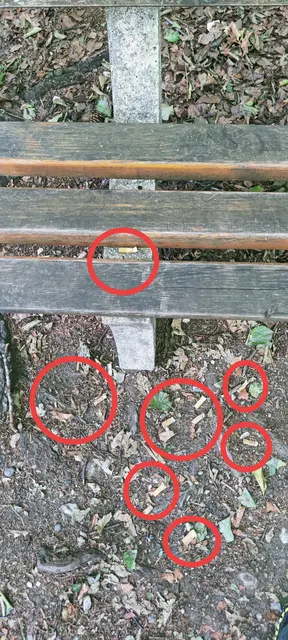 Viele Stummel liegen unter einem Bankerl am Göblberg. | Foto: Johann Großruck