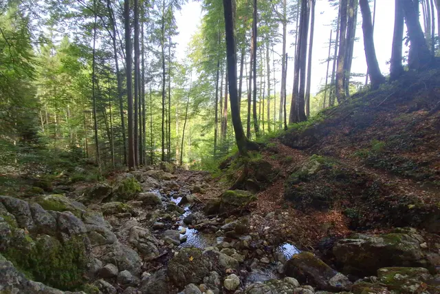 ...der Zwieselbach plätschert seicht dahin.