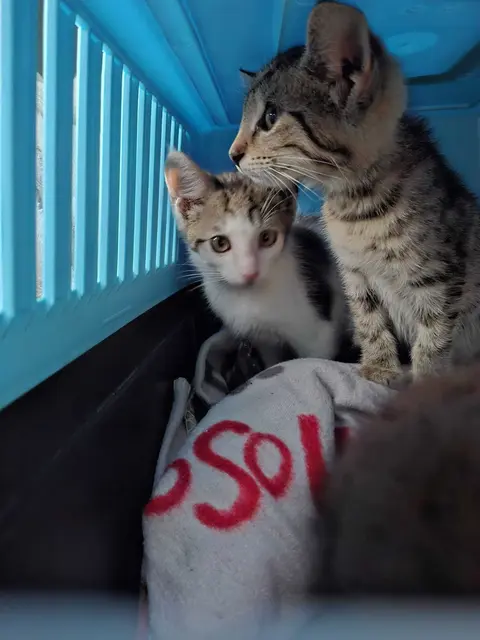 Zahlreiche Kitten, aber auch Katzen-Mamas sind derzeit im Tierheim in Rosental. | Foto: Mocnik