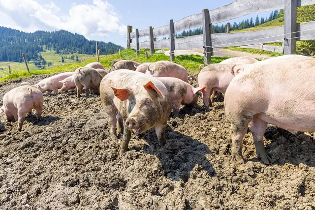 Auf acht Tiroler Sennalmen verbringen rund 270 Almschweine die Sommermonate mit viel Auslauf und einer Fütterung aus Getreide und Molke. | Foto: AMTirol, Krapf