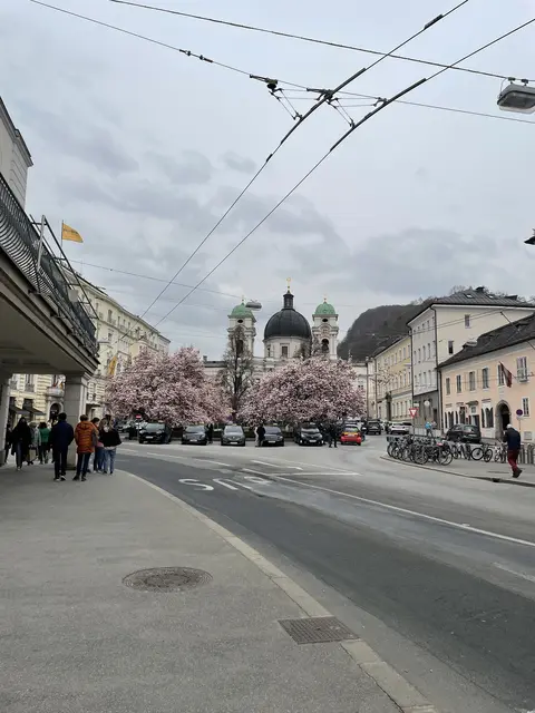 Schon von weiten sieht man die Magnolienbäume am Makartplatz, nicht unweit vom Landestheater. | Foto: sm