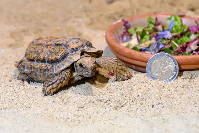 Die Gesägte Flachschildkröte ist mit einer Panzerlänge von nur rund sieben bis neun Zentimetern die kleinste heute lebende Landschildkröte.  | Foto: Haus des Meeres