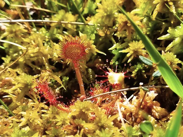Moore erfüllen wichtige Funktionen für Natur und Landschaft – sie bieten u. a. Pflanzenarten Lebensraum. | Foto: Naturpark Mürzer Oberland