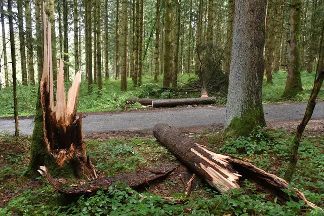 Dieser im unteren Beriech hohle und morsche Baum konnten den Windlasten am Freitag, 21. August 2026 nicht mehr standhalten. | Foto: Alois Braid / zema.medien.de