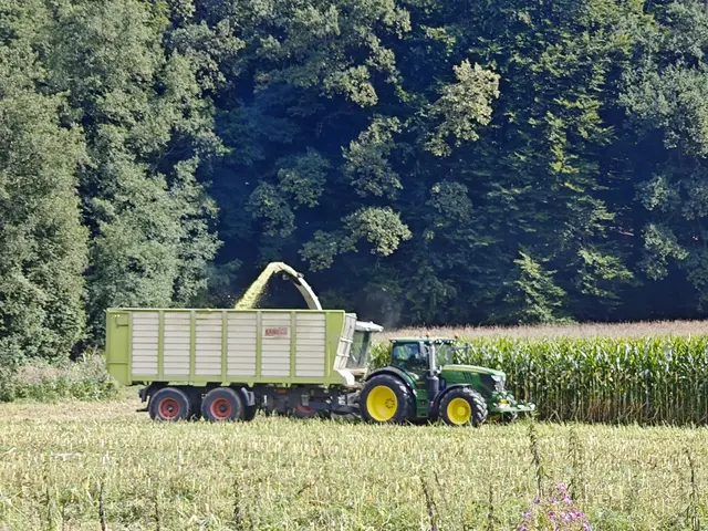 Die notwendigen Maisflächen, die ursprünglich als Körnermais geplant waren, wurden siliert und in Ballen gepresst.  | Foto: UBV
