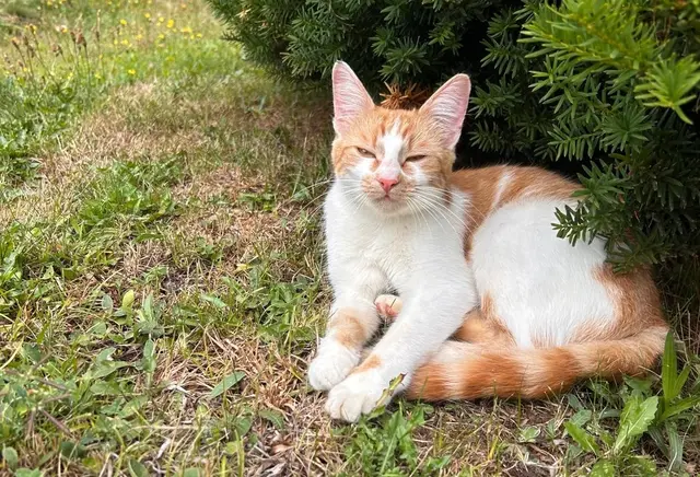 So sieht die Katze aus. | Foto: Privat