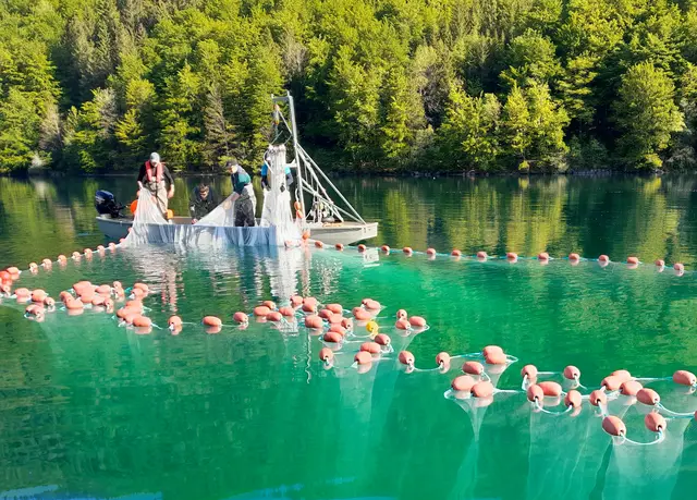 Ringwadenbefischung am Vorderen Langbathsee. | Foto: ÖBF/Luisa Wallner