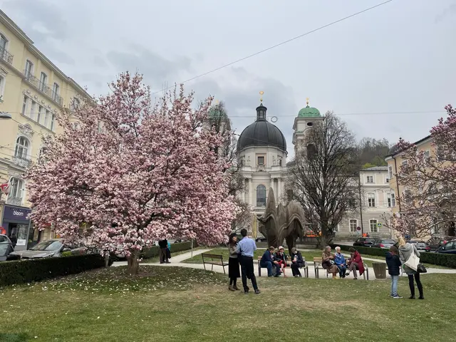 Wenn die Magnolien blühen, finden sich viele Menschen bei den Bäumen ein.  | Foto: sm