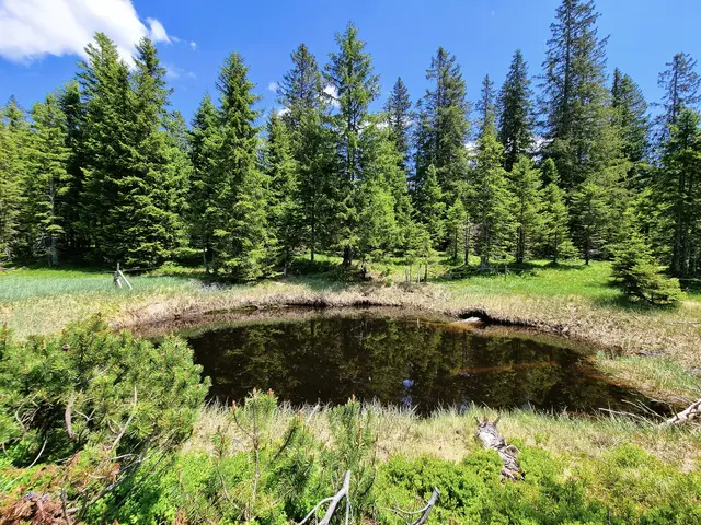 Das Ramsar-Gebiet „Moore am Naßköhr“ im Naturpark Mürzer Oberland ist ein rund 211 Hektar großer, international bedeutender Moorkomplex. | Foto: Naturpark Mürzer Oberland