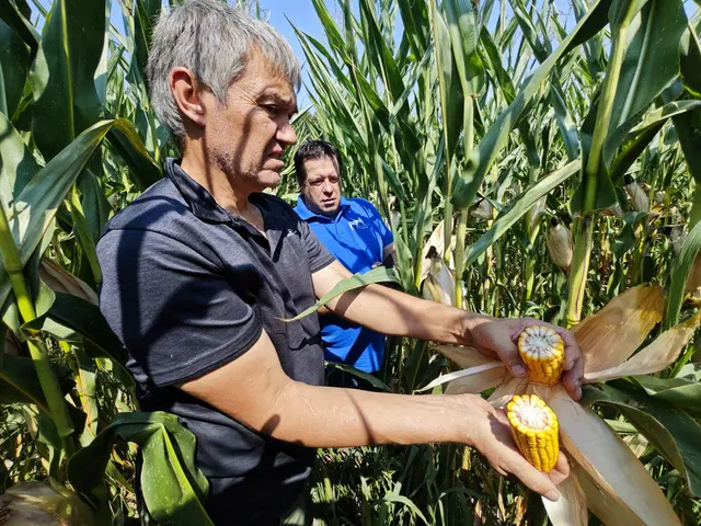 Durch die extreme Trockenheit sind Futtervorräte heuer besonders rar. | Foto: UBV