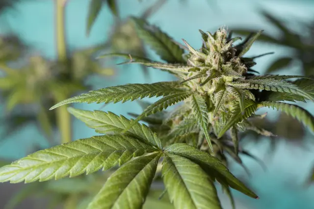 Bei einem 53-Jährigen im Bezirk Lienz wurden am 27. August 2026 Cannabispflanzen, Cannabiskraut sowie psychotrope Pilze und Crystal Meth gefunden. (Symbolbild) | Foto: pixabay/Erin_Hinterland