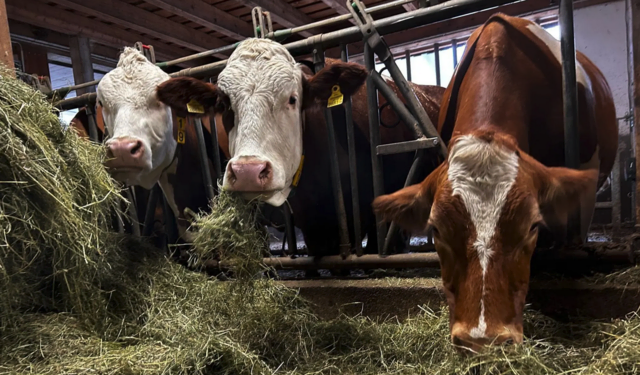 Die Landwirtschaftskammer begrüßt es, wenn heimische Qualität nicht durch importierte Mängelware verdrängt wird. (Archivbild) | Foto: Tanja Handlfinger