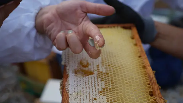 Der geerntete Honig bringt insgesamt 185 Kilogramm auf die Waage - ganze 55 Kilogramm mehr als im Vorjahr. | Foto: Wiener Bezirksimkerei