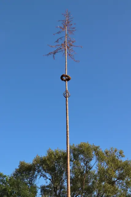 Vier Monate zierte der Maibaum den Platz vor Kagers Auszeit, Ende August wurde die 32 m hohe Fichte beim Maibaumumschneiden ein zweites Mal gefeiert.  | Foto: Edith Ertl