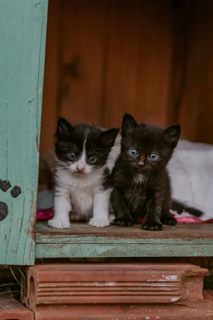 Tiere schenken Liebe, Freude und treue Begleitung.  | Foto: pexels / Cristyan Bohn