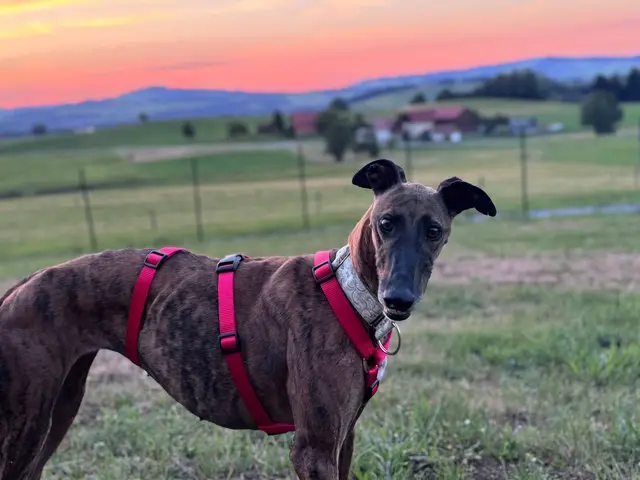 Adele wurde aus Nordspanien gerettet, nachdem sie für die Jäger keinen Nutzen mehr hatte.
