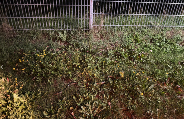 Und tschüss und ab. Ringelnattern sind ungiftig und für Menschen nicht gefährlich. | Foto: Kinzer/FF Maria Lankowitz