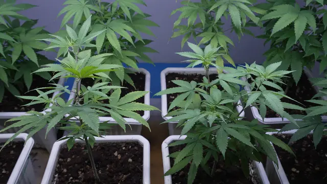 Die 937 Cannabis-Pflanzen befanden sich noch in Aufzucht. | Foto: Panthermedia/biancoblue