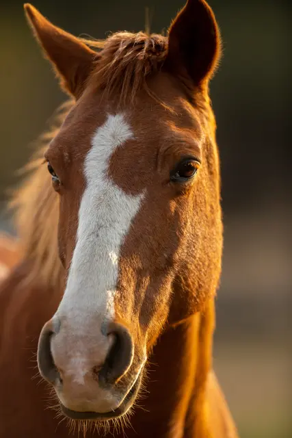 Pferde stehen in St. Johann im Mittelpunkt. | Foto:  Pieter van Noorden/Unsplash