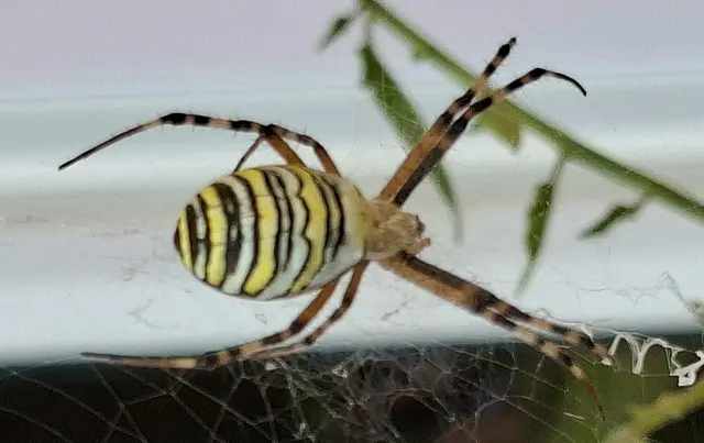 Foto: Kurt Nöhmer 
